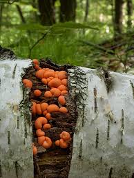 Attēlu rezultāti vaicājumam “Lycogala sp.”