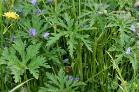 Attēlu rezultāti vaicājumam “Geranium pratense leaf”