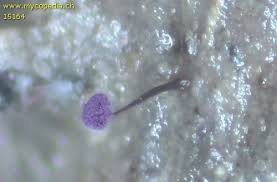 Attēlu rezultāti vaicājumam “Cribraria violacea macro”