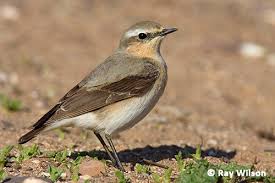 Attēlu rezultāti vaicājumam “Oenanthe oenanthe female”