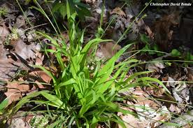 Attēlu rezultāti vaicājumam “Carex x bakkeriana”