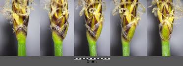 Attēlu rezultāti vaicājumam “Eleocharis uniglumis flower”