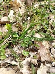 Attēlu rezultāti vaicājumam “Callistege mi”