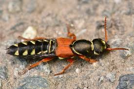 Billedresultat for rovbille