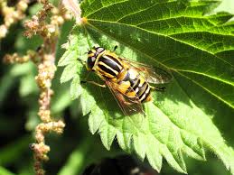 Attēlu rezultāti vaicājumam “Helophilus sp.”