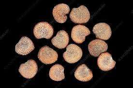 Attēlu rezultāti vaicājumam “Linaria vulgaris fruit”