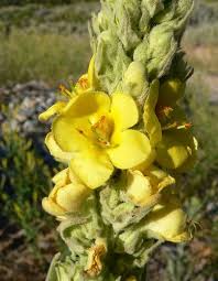 Attēlu rezultāti vaicājumam “Verbascum thapsus bud”