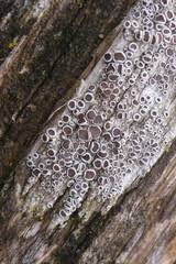 Attēlu rezultāti vaicājumam “Lecanora allophana”