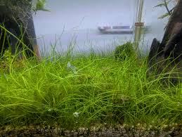 Attēlu rezultāti vaicājumam “Eleocharis acicularis”