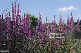 Image result for Blutweiderich