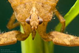 Attēlu rezultāti vaicājumam “Nepa cinerea nymph”