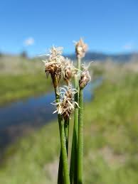 Attēlu rezultāti vaicājumam “Eleocharis palustris”