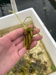 Attēlu rezultāti vaicājumam “Hydrocharis morsus-ranae”