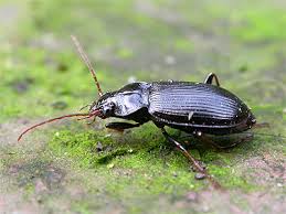 Attēlu rezultāti vaicājumam “Nebria brevicollis”