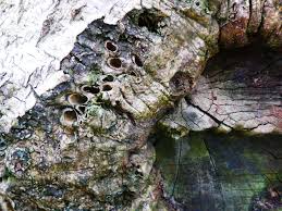 Attēlu rezultāti vaicājumam “Andricus quercuscorticis”