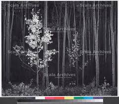Image result for Ansel Adams Aspens New Mexico