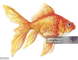 Image result for 金魚
