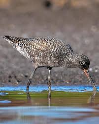 Image result for Tringa erythropus