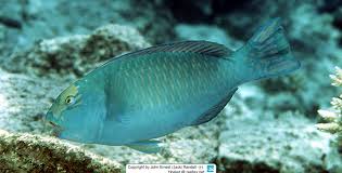 Image result for Chlorurus perspicillatus