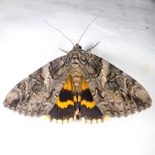 Attēlu rezultāti vaicājumam “Catocala pacta”