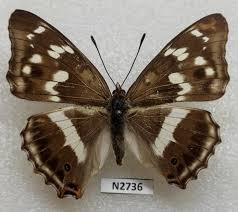 Attēlu rezultāti vaicājumam “Apatura iris male”