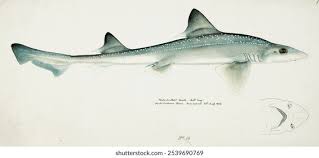 Image result for Mustelus mustelus