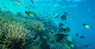 Image result for Underwater Adventures
