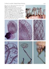 Attēlu rezultāti vaicājumam “Cribraria rubiginosa spores”