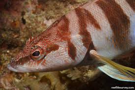 Image result for Serranus scriba