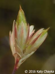 Attēlu rezultāti vaicājumam “Juncus stygius”