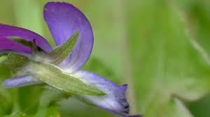Attēlu rezultāti vaicājumam “Viola rupestris bud”