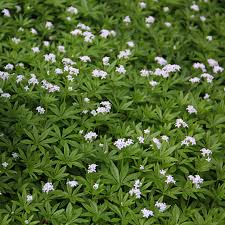 Image result for Galium odoratum