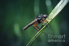Attēlu rezultāti vaicājumam “Bibionidae”