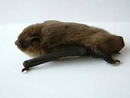 Attēlu rezultāti vaicājumam “Pipistrellus nathusii”