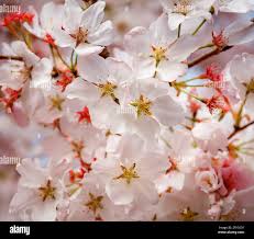 Attēlu rezultāti vaicājumam “Cerasus flower”