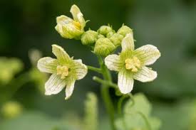Attēlu rezultāti vaicājumam “Bryonia alba bud”