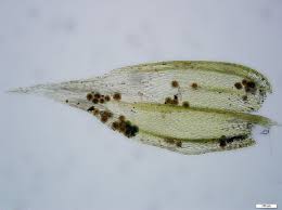 Attēlu rezultāti vaicājumam “Brachythecium salebrosum sporophyte”
