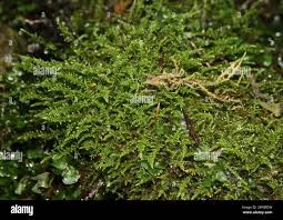 Attēlu rezultāti vaicājumam “Cratoneuron filicinum”