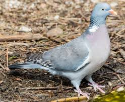 Image result for Columba palumbus