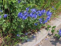 Image result for Veronica teucrium