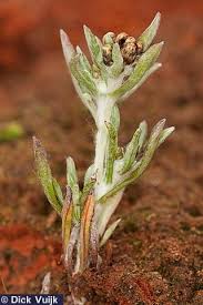 Attēlu rezultāti vaicājumam “Gnaphalium uliginosum leaf”