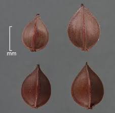 Attēlu rezultāti vaicājumam “Rumex aquaticus fruit”