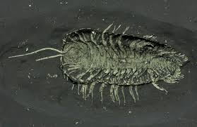 Attēlu rezultāti vaicājumam “Epirhoe tristata”