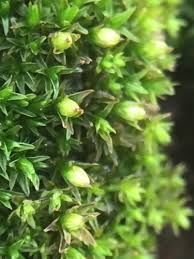 Attēlu rezultāti vaicājumam “Orthotrichum pumilum”