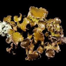 Attēlu rezultāti vaicājumam “Cetraria sepincola”