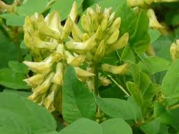 Attēlu rezultāti vaicājumam “Astragalus glycyphyllos”