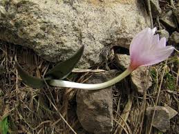 Attēlu rezultāti vaicājumam “Colchicum szovitsii subsp. szovitsii”