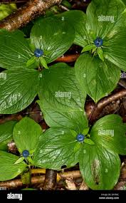 Attēlu rezultāti vaicājumam “Paris quadrifolia fruit”