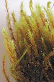 Attēlu rezultāti vaicājumam “Philonotis calcarea”