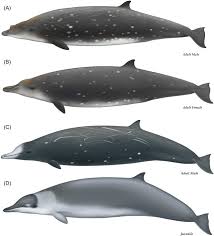 Image result for Mesoplodon bidens